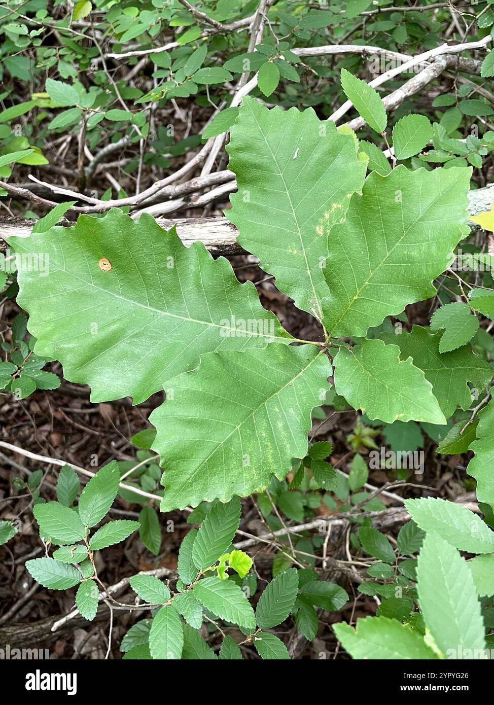 chinkapin oak (Quercus muehlenbergii Stock Photo - Alamy