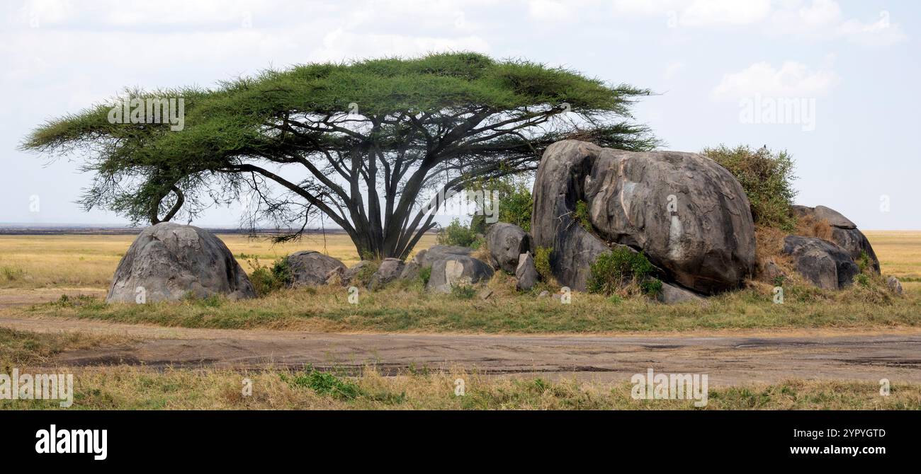 Kopje rock outcrop with acacia tree Serengeti, Tanzania, East Africa Stock Photo