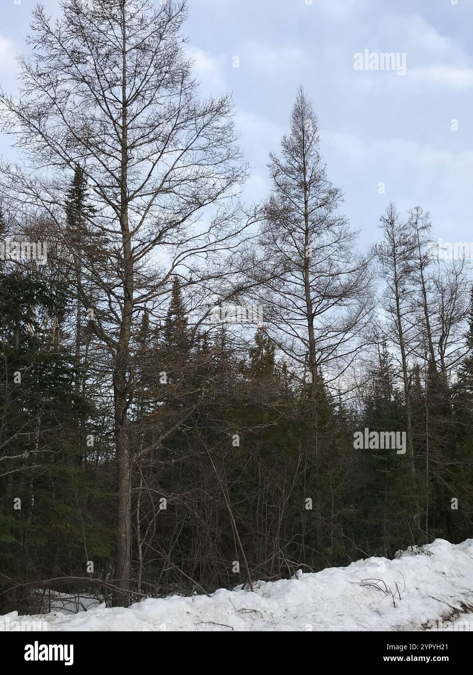 tamarack (Larix laricina Stock Photo - Alamy