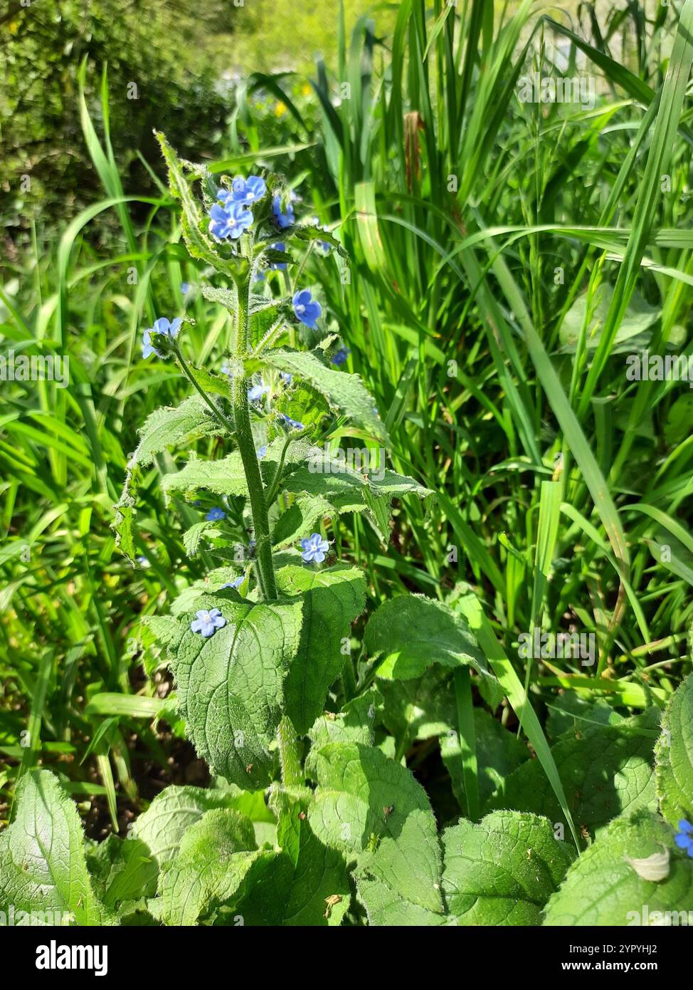 Green Alkanet (Pentaglottis sempervirens Stock Photo - Alamy