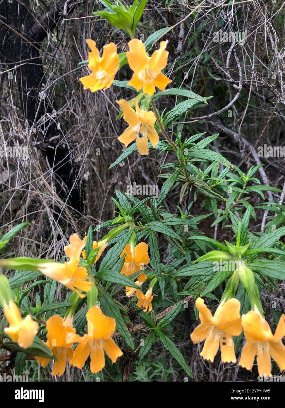 southern bush monkeyflower (Diplacus longiflorus Stock Photo - Alamy