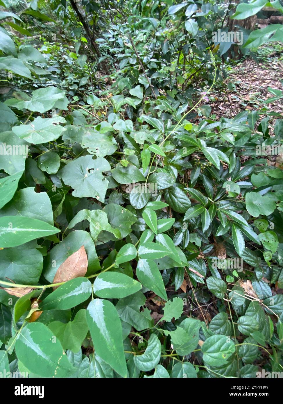 Silverleaf Desmodium (Desmodium uncinatum Stock Photo - Alamy