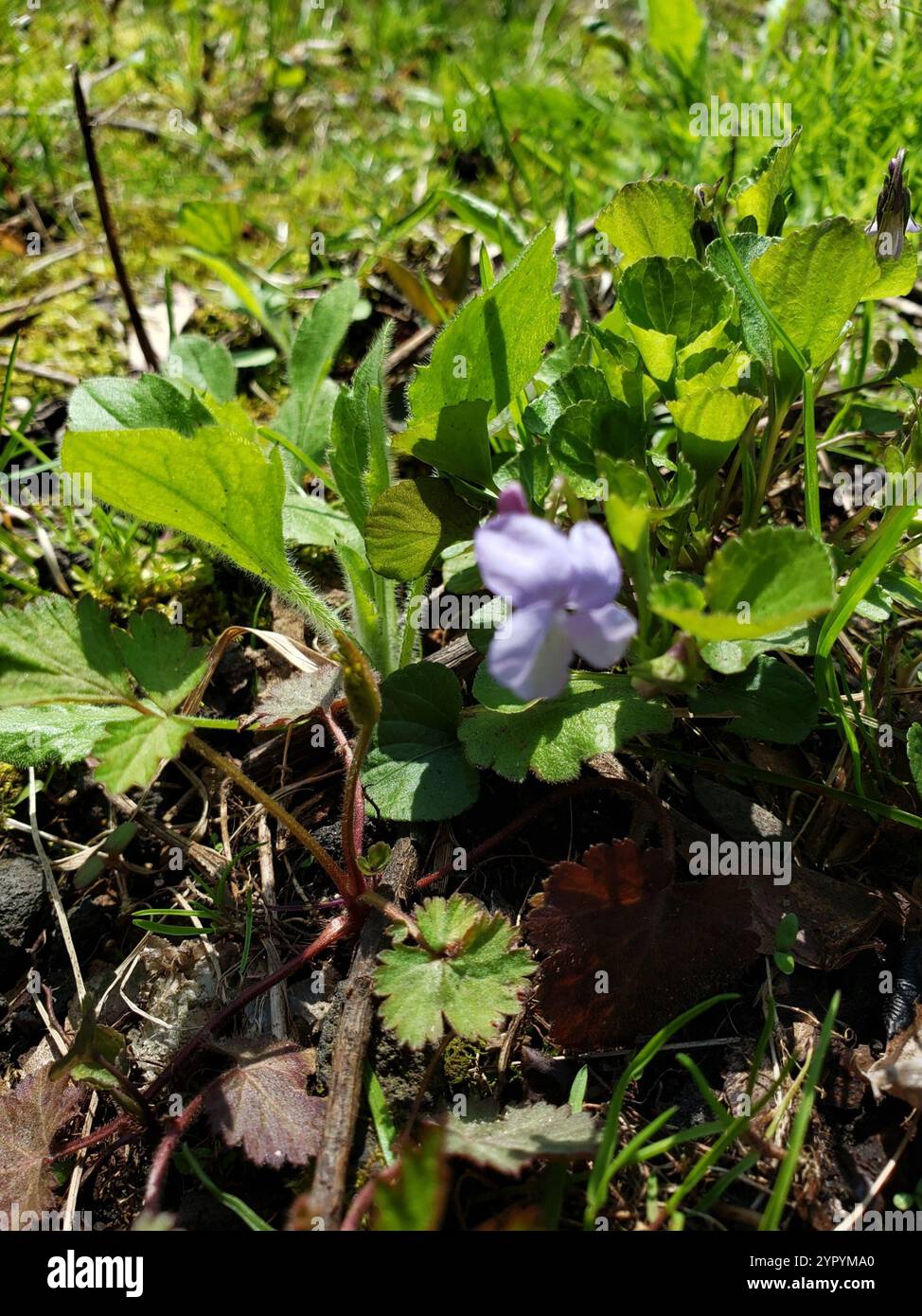 Labrador Violet Invasive Viola labradorica hi-res stock photography and images - Alamy