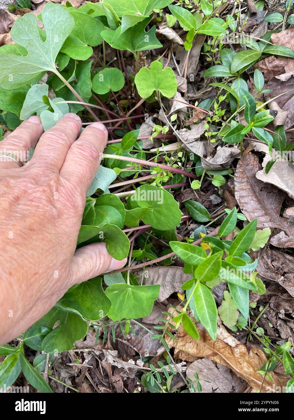 bloodroot (Sanguinaria canadensis Stock Photo - Alamy