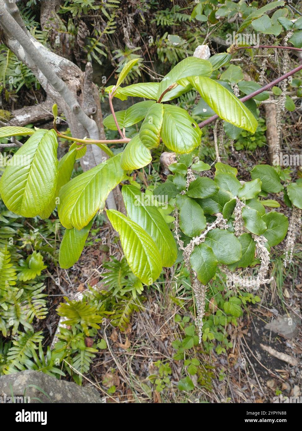 Coast silk tassel (Garrya elliptica) Stock Photo