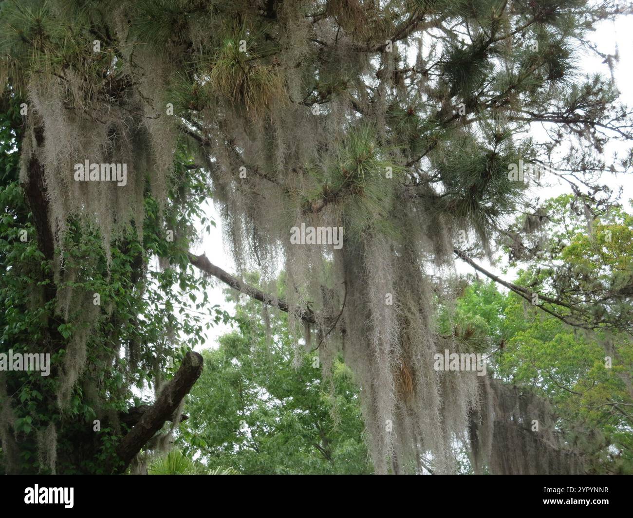 Spanish moss (Tillandsia usneoides Stock Photo - Alamy