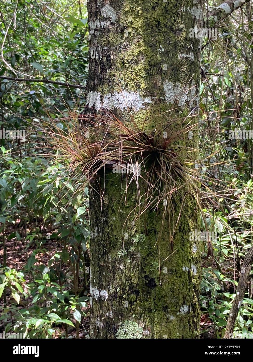 Needleleaf southern needleleaf airplant (Tillandsia setacea Stock Photo - Alamy