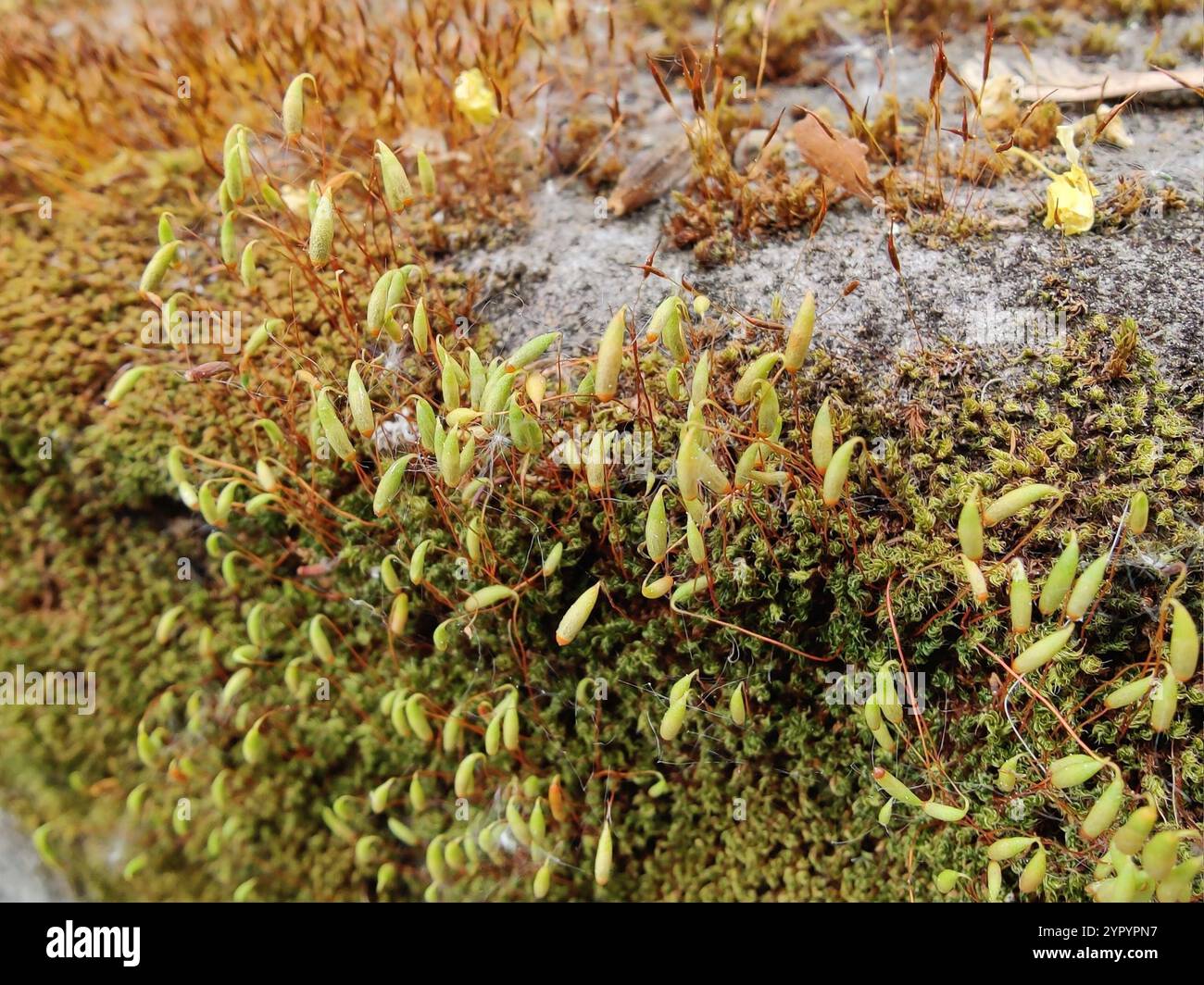 Capillary Thread-moss (Ptychostomum capillare Stock Photo - Alamy