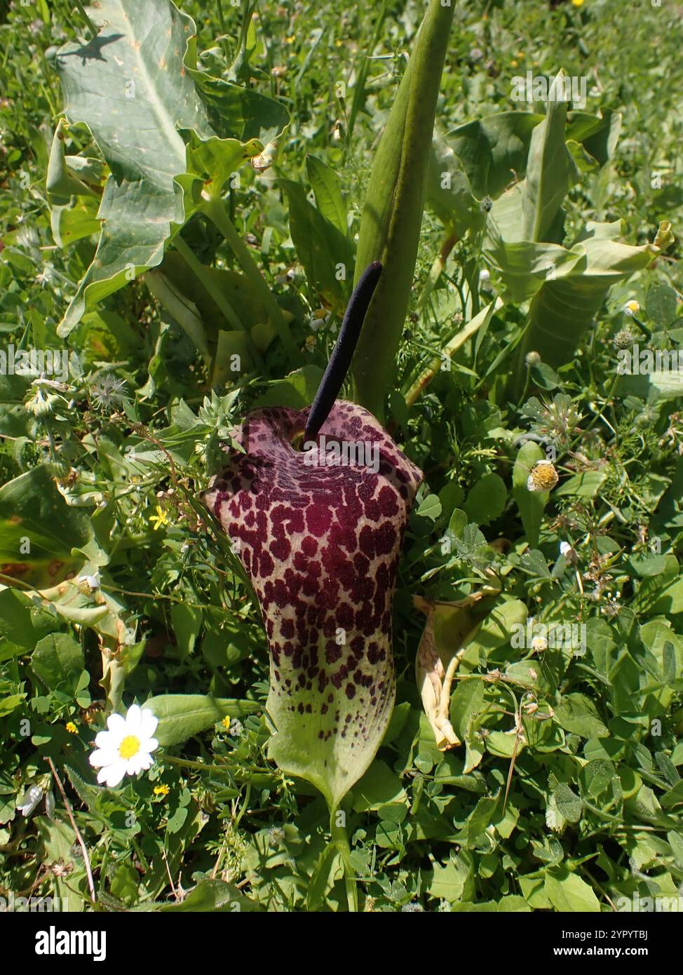 Dioscoridis hi-res stock photography and images - Alamy