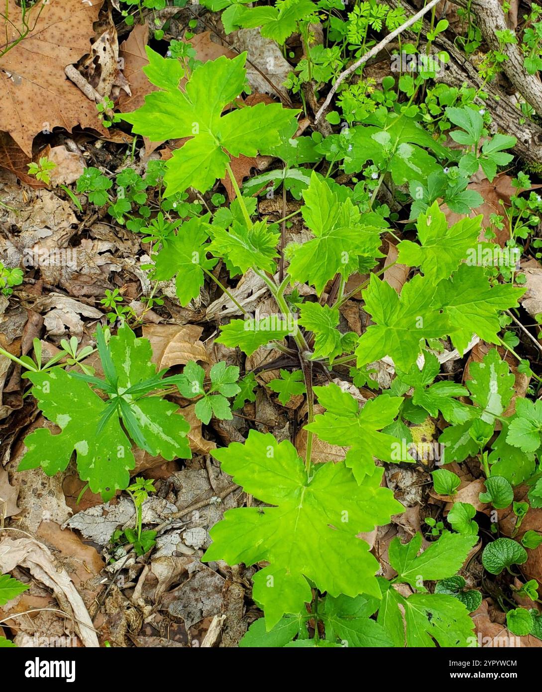 Hydrophyllum canadense hi-res stock photography and images - Alamy