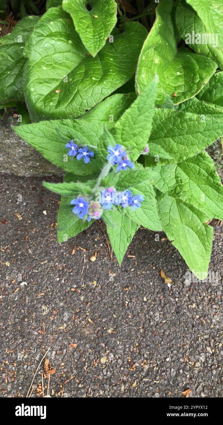 Green Alkanet (Pentaglottis sempervirens Stock Photo - Alamy