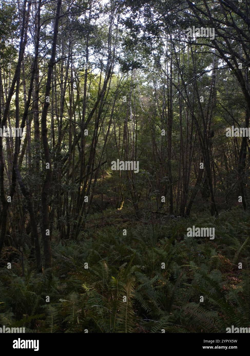 California bay (Umbellularia californica Stock Photo - Alamy