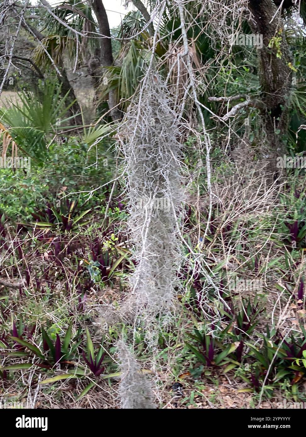 Spanish moss (Tillandsia usneoides Stock Photo - Alamy
