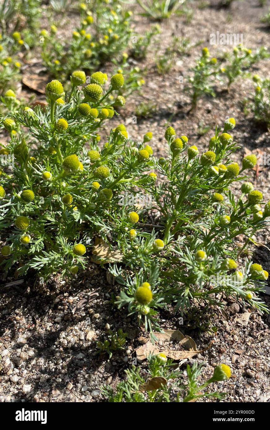 pineapple-weed-matricaria-discoidea-stock-photo-alamy