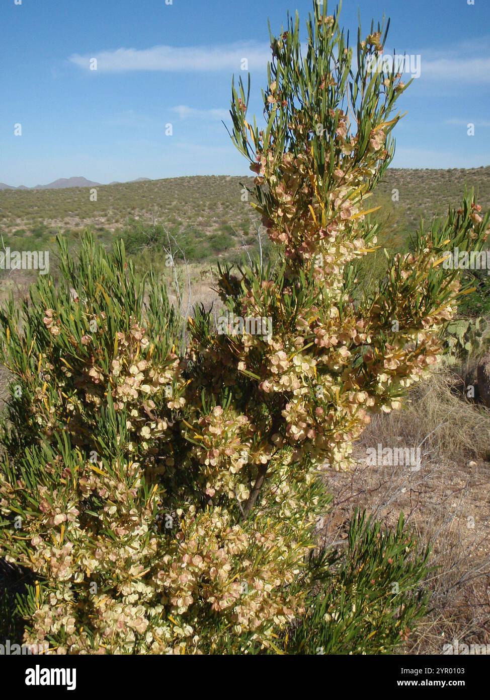 Akeake (Dodonaea viscosa Stock Photo - Alamy