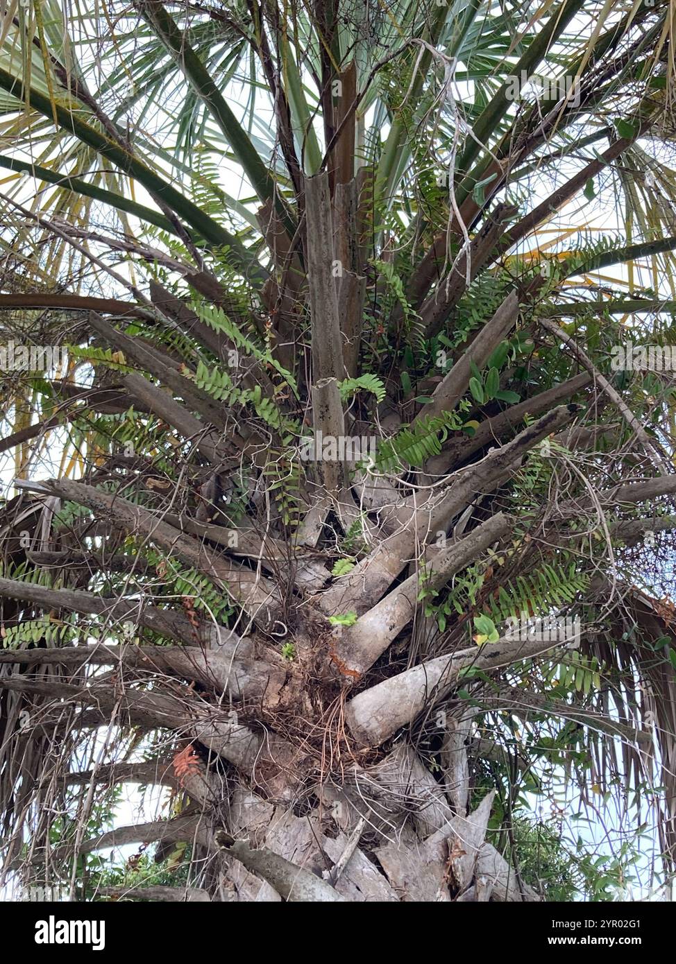 sword fern family (Nephrolepidaceae Stock Photo - Alamy