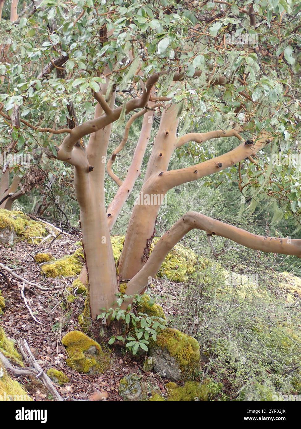 Pacific madrone (Arbutus menziesii Stock Photo Alamy