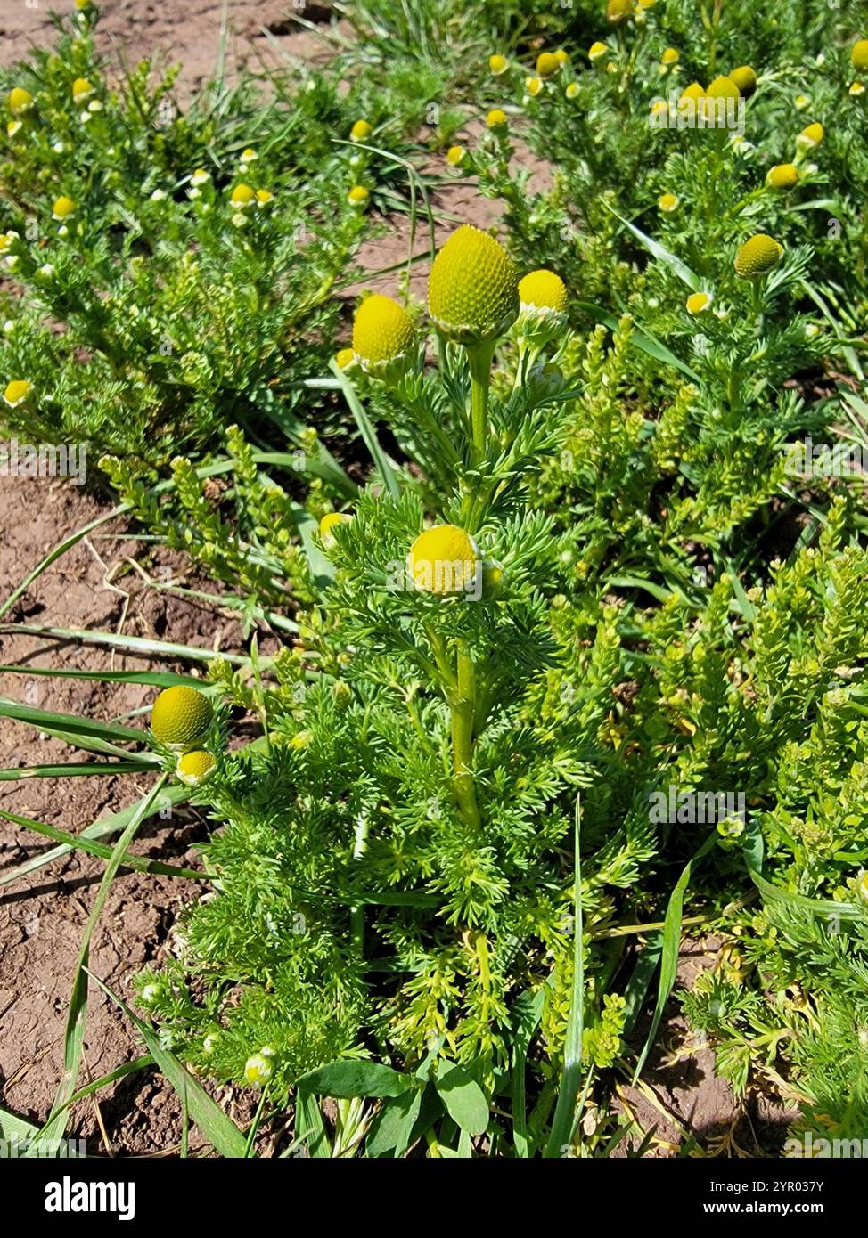 pineapple-weed-matricaria-discoidea-stock-photo-alamy