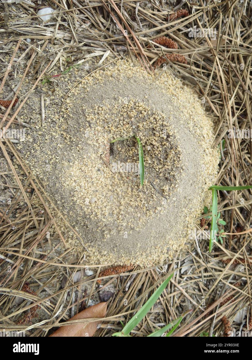 Buren's Pyramid Ant (Dorymyrmex bureni Stock Photo Alamy