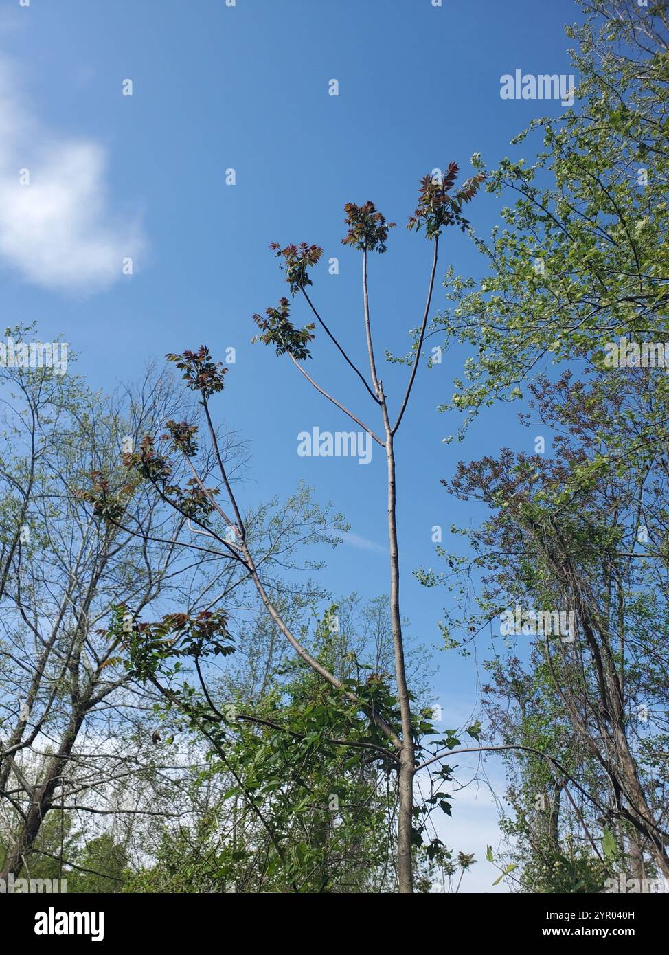 tree-of-heaven (Ailanthus altissima Stock Photo - Alamy