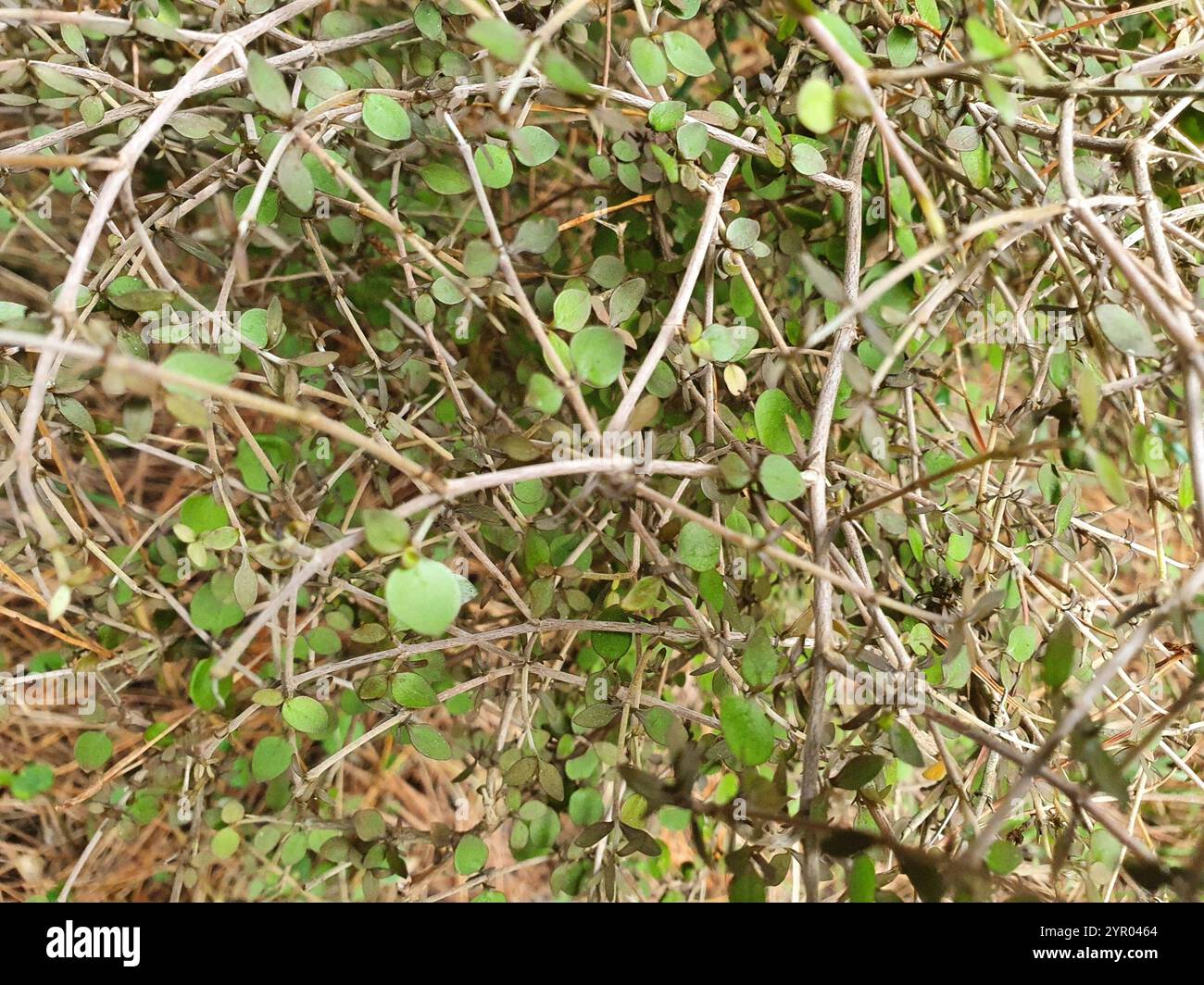Twiggy coprosma (Coprosma rhamnoides Stock Photo - Alamy