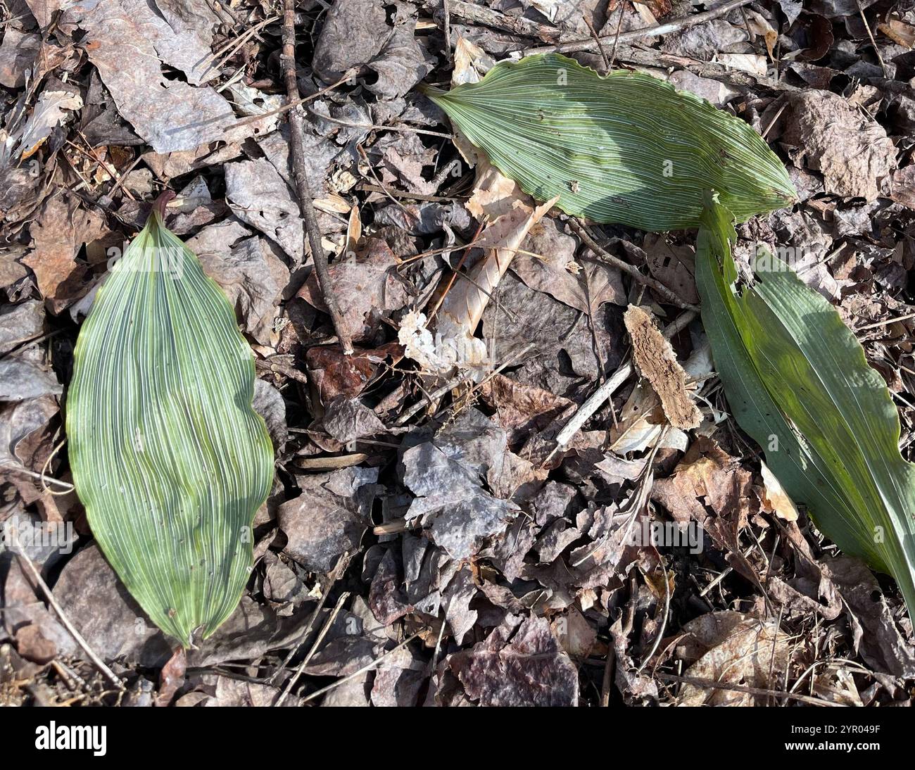 Putty Root Putty root hi-res stock photography and images - Alamy