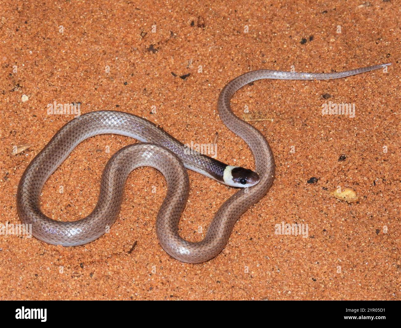 Light-banded Dwarf Snake (Heteroliodon occipitalis Stock Photo - Alamy