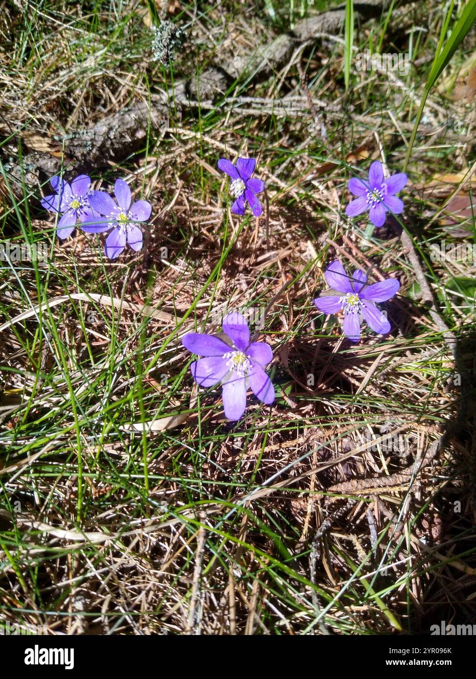 Liverlleaf Liverleaf (Hepatica nobilis Stock Photo - Alamy