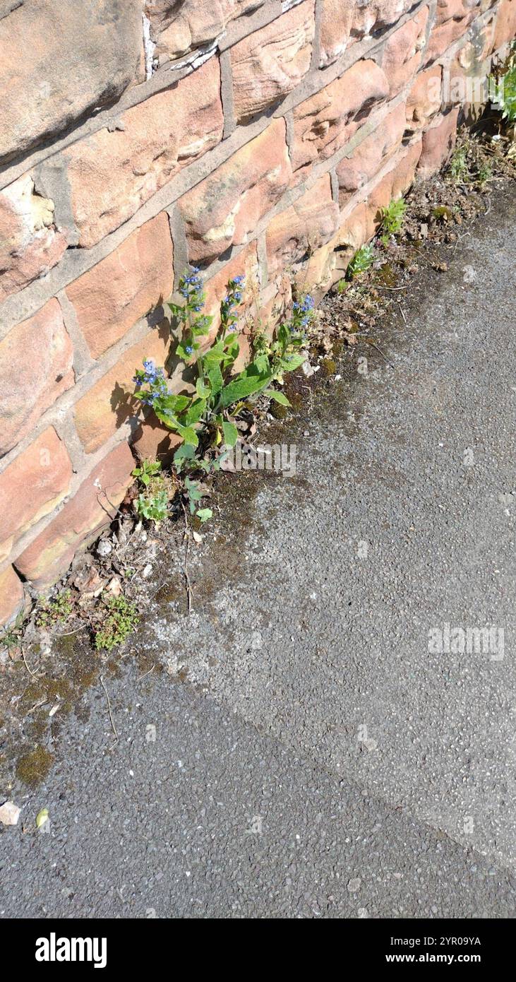 Green Alkanet (Pentaglottis sempervirens Stock Photo - Alamy
