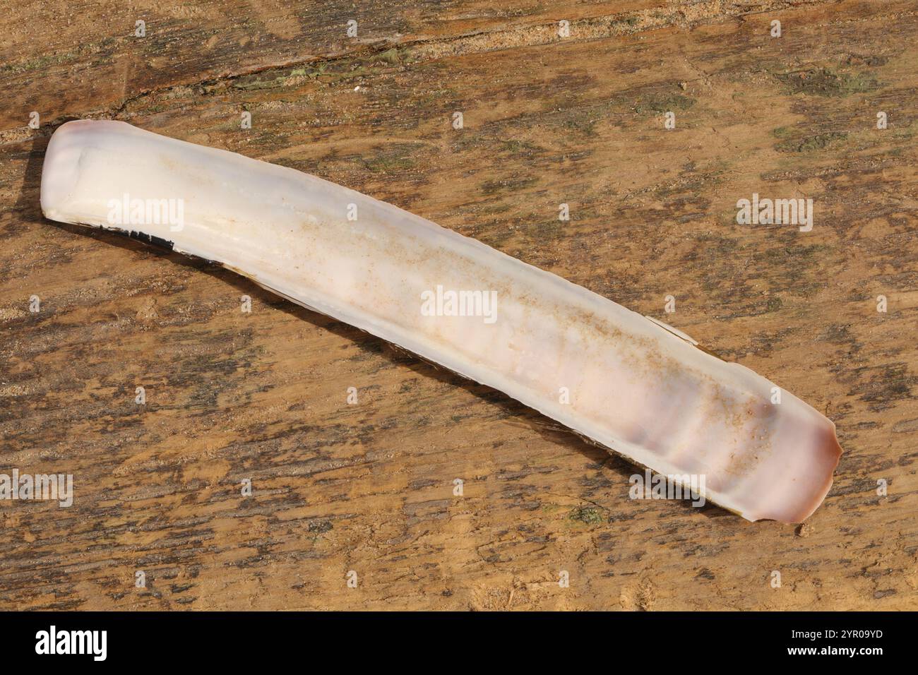 Atlantic Jackknife (Ensis leei Stock Photo - Alamy