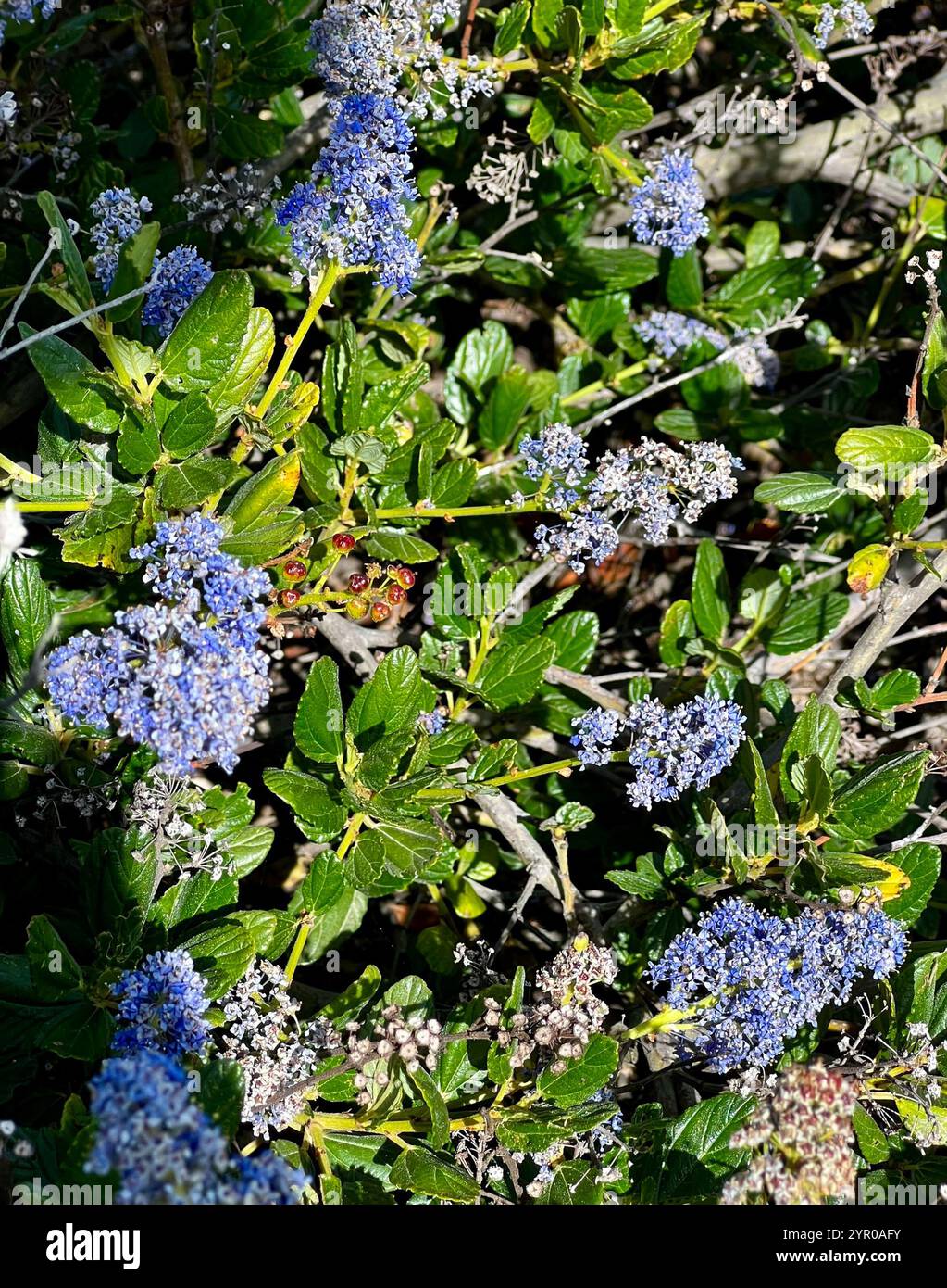 Carmel Creeper Ceanothus