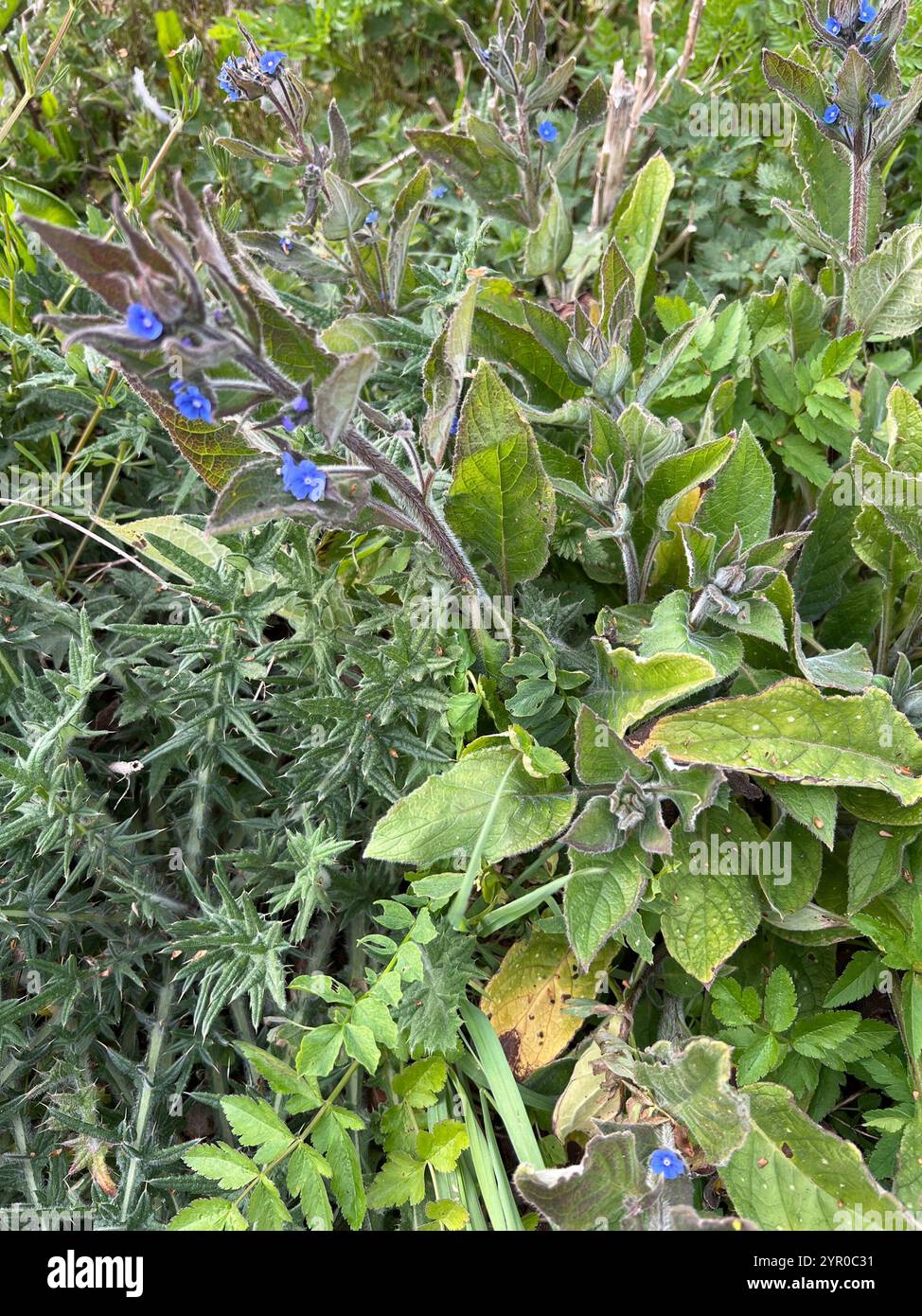 Green Alkanet (Pentaglottis sempervirens Stock Photo - Alamy