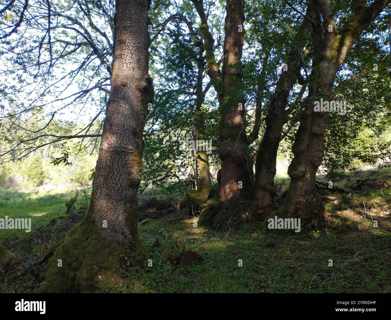 California bay (Umbellularia californica Stock Photo - Alamy