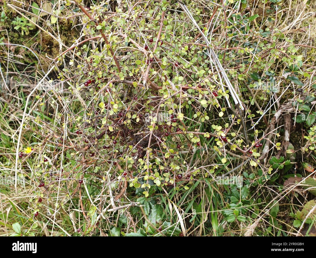 Twiggy coprosma (Coprosma rhamnoides Stock Photo - Alamy