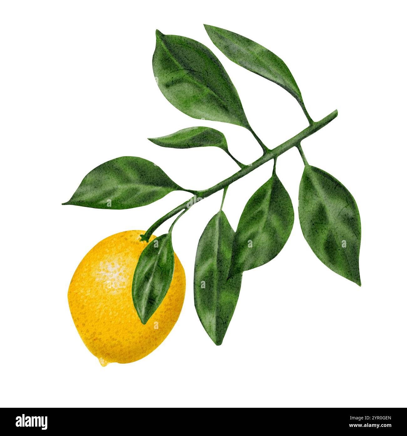 Branch with ripe yellow lemon and green leaves isolated on white ...