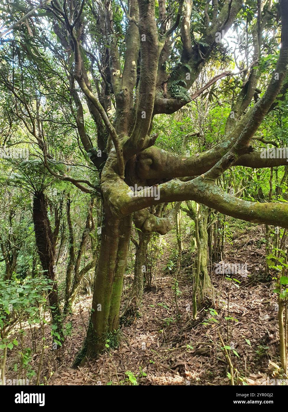 Knightia Tree Knightia hi-res stock photography and images - Alamy