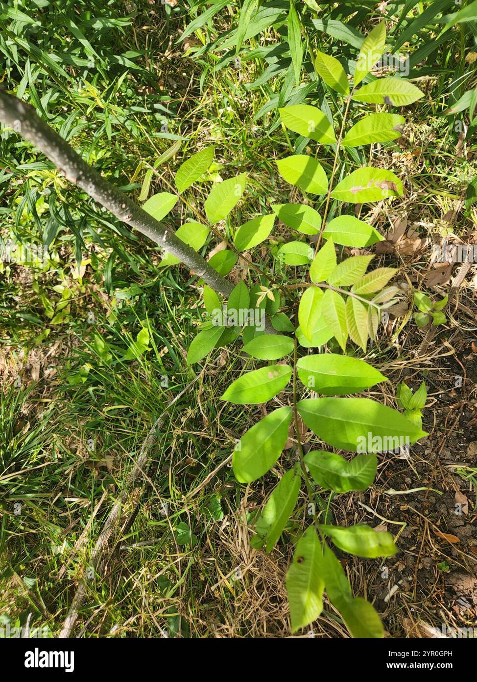 flowering plants (Angiospermae Stock Photo - Alamy