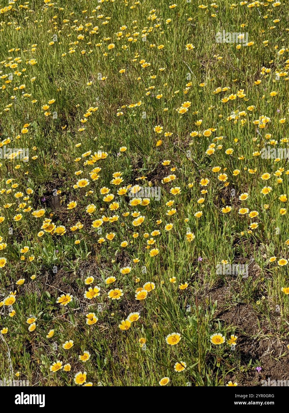 tidy tips (Layia platyglossa Stock Photo - Alamy