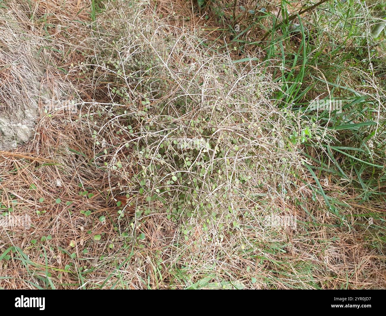 Twiggy coprosma (Coprosma rhamnoides Stock Photo - Alamy