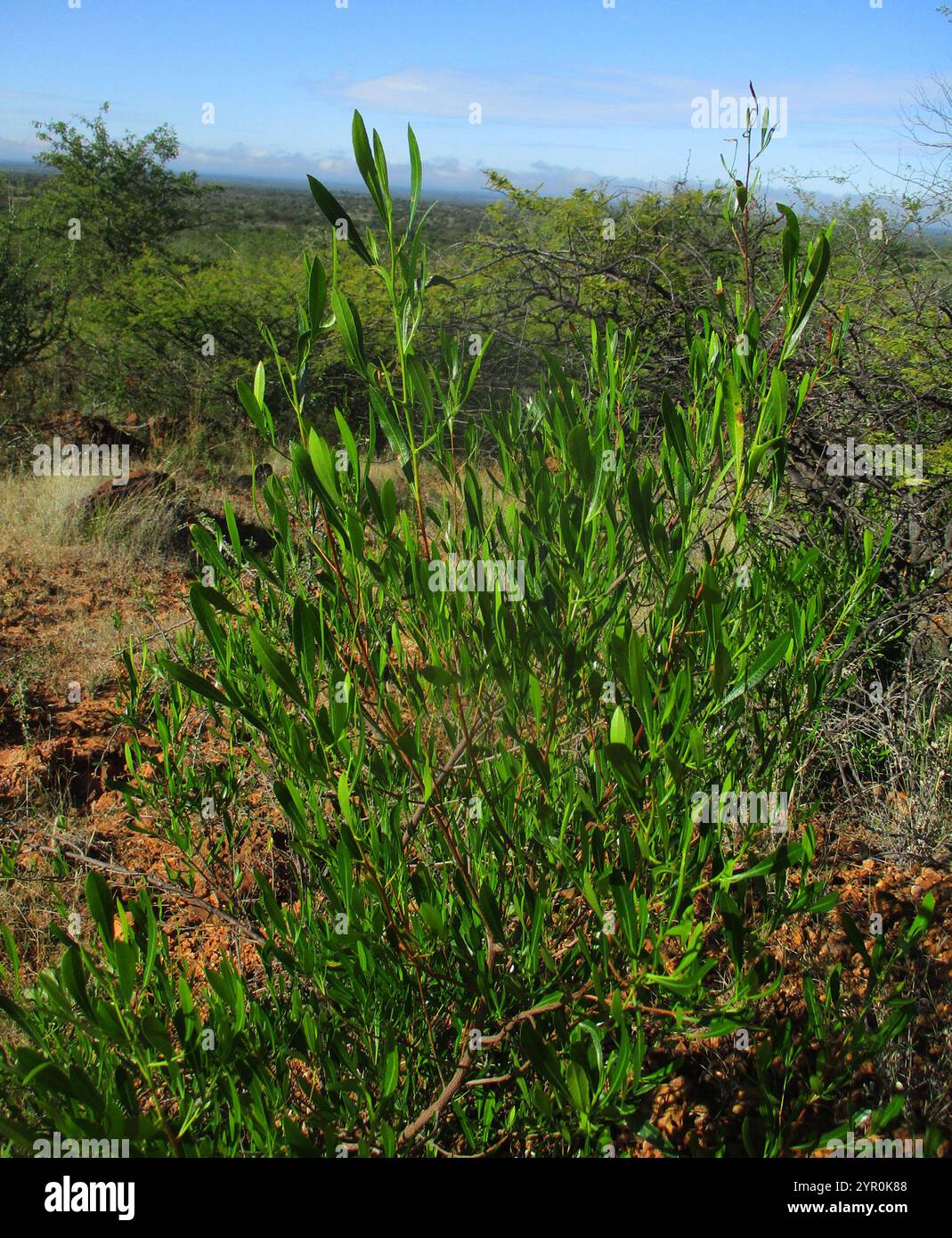 Akeake (Dodonaea viscosa Stock Photo - Alamy