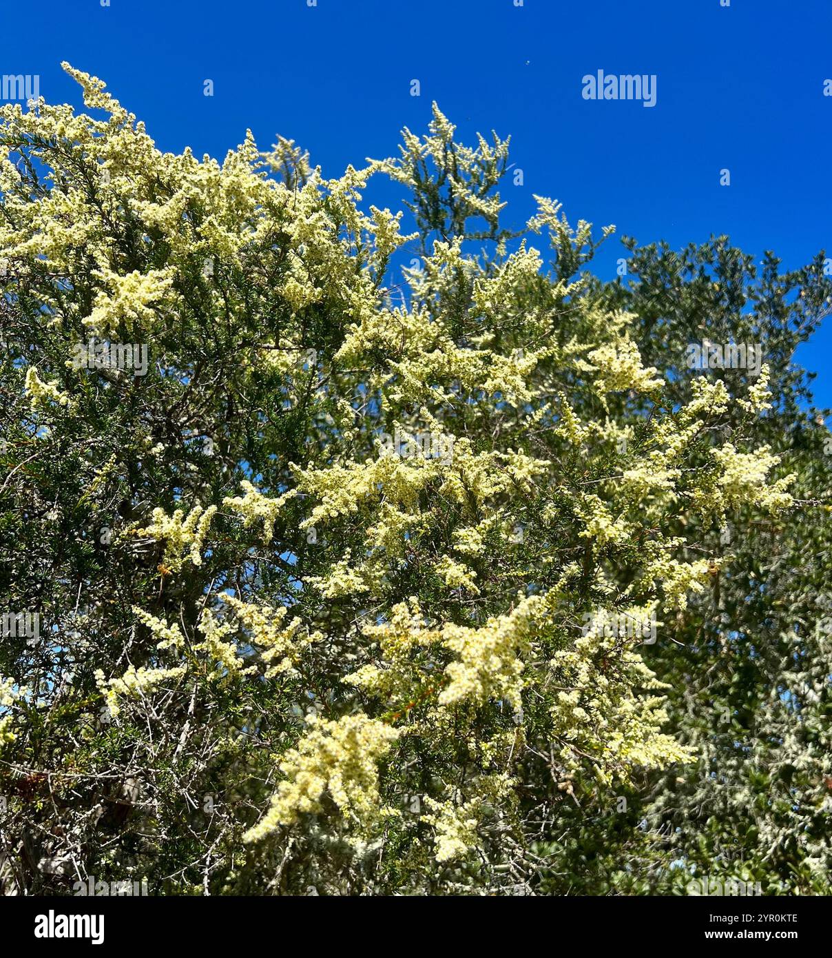 chamise (Adenostoma fasciculatum Stock Photo - Alamy
