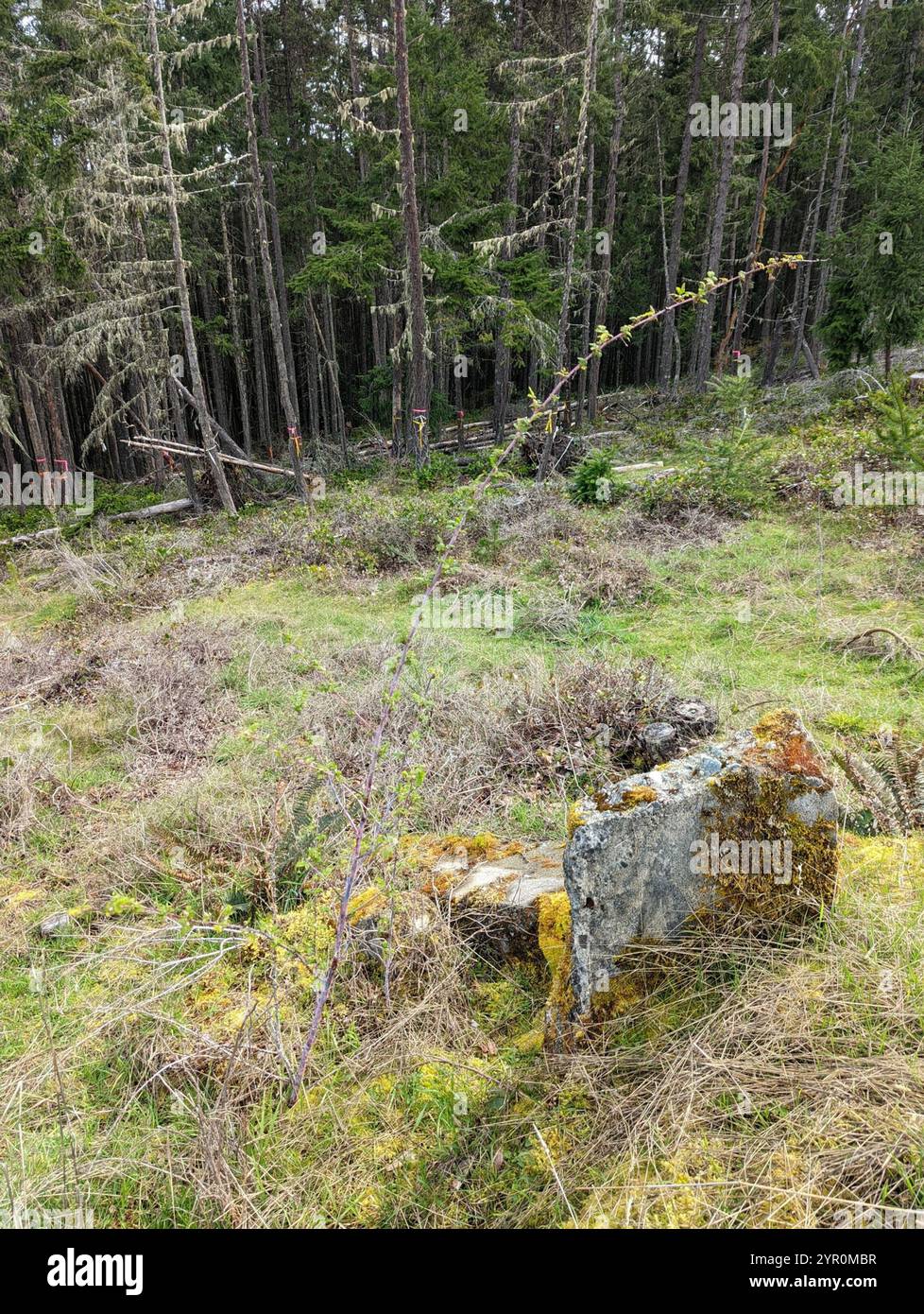 whitebark raspberry (Rubus leucodermis Stock Photo - Alamy