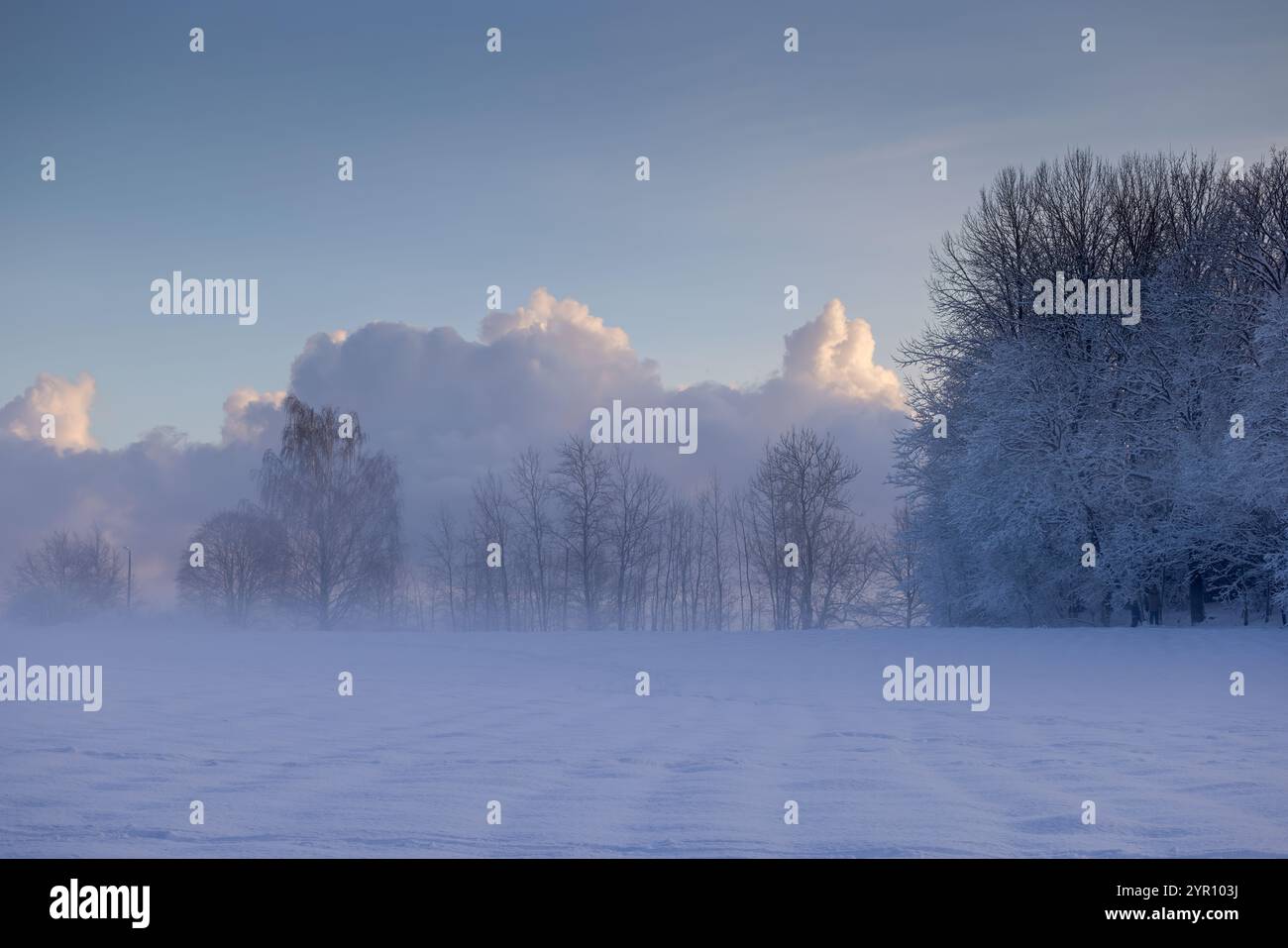 Wintery field landscape Stock Photo