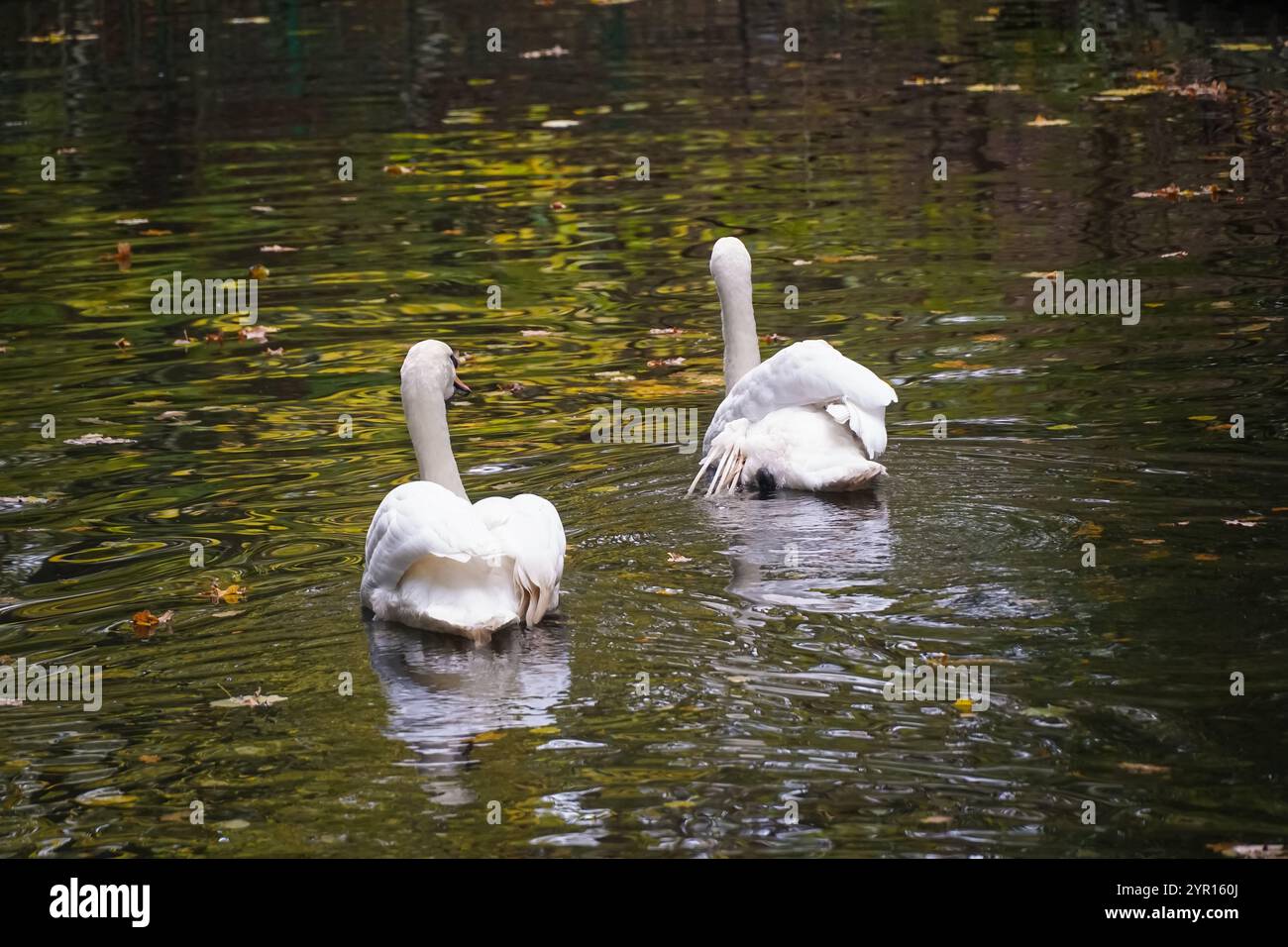 Two graceful white swans are swimming on a pond with autumn leaves ...