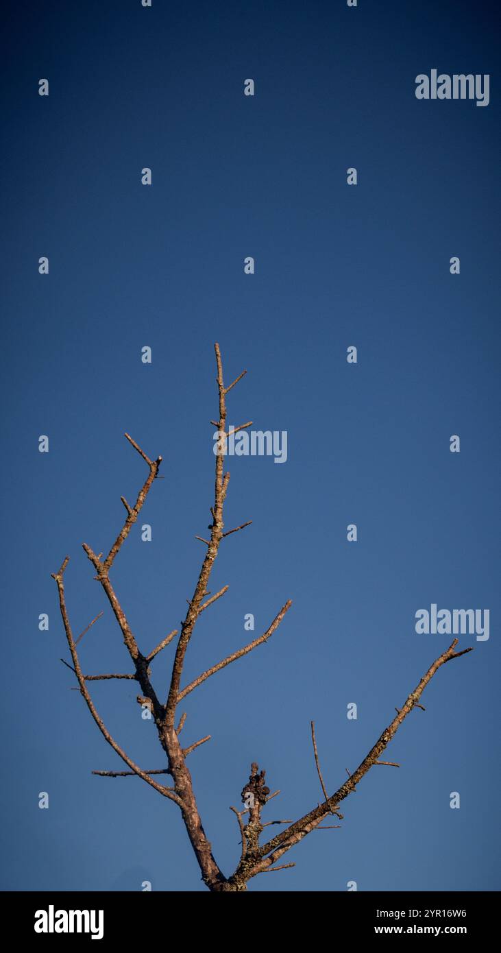 A Dry Tree With Blue Sky Stock Photo - Alamy