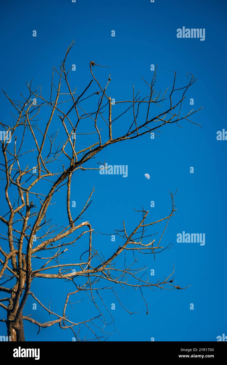 A Dry Tree With Blue Sky Stock Photo - Alamy