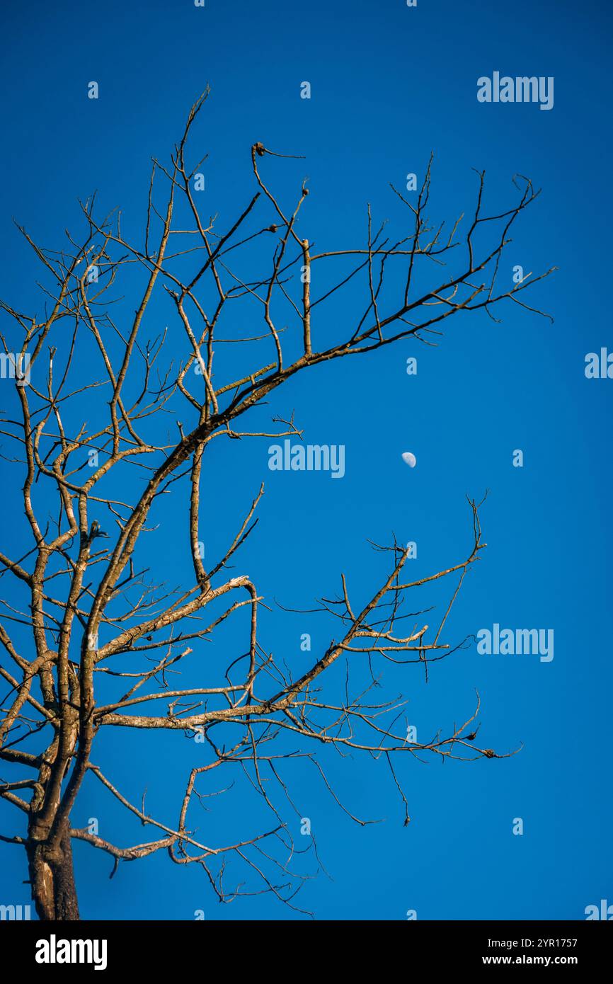 A Dry Tree With Blue Sky Stock Photo - Alamy
