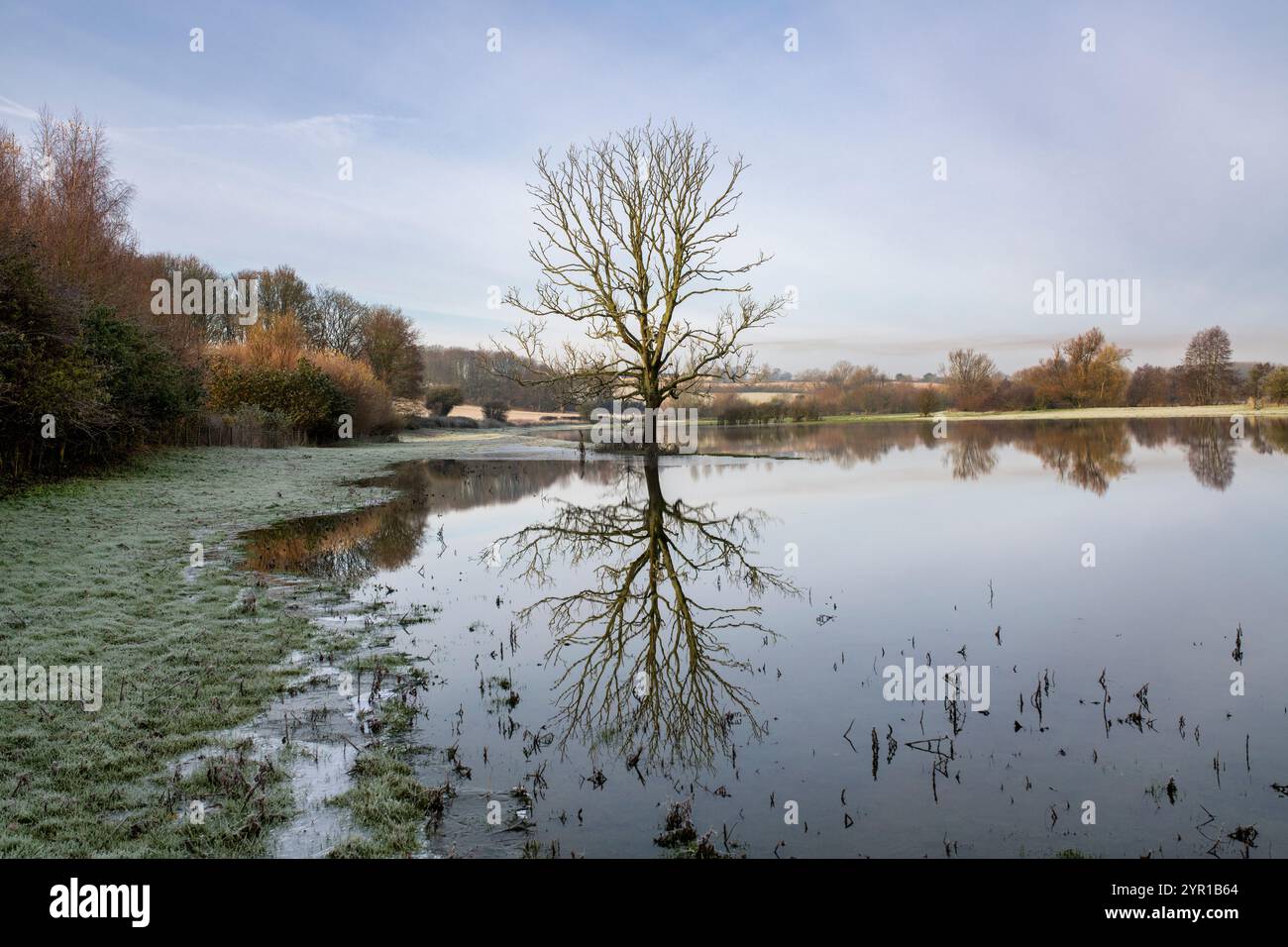 Winter tree in a frosty flooded field. Near Burford, Cotswolds, Oxfordshire, England Stock Photo