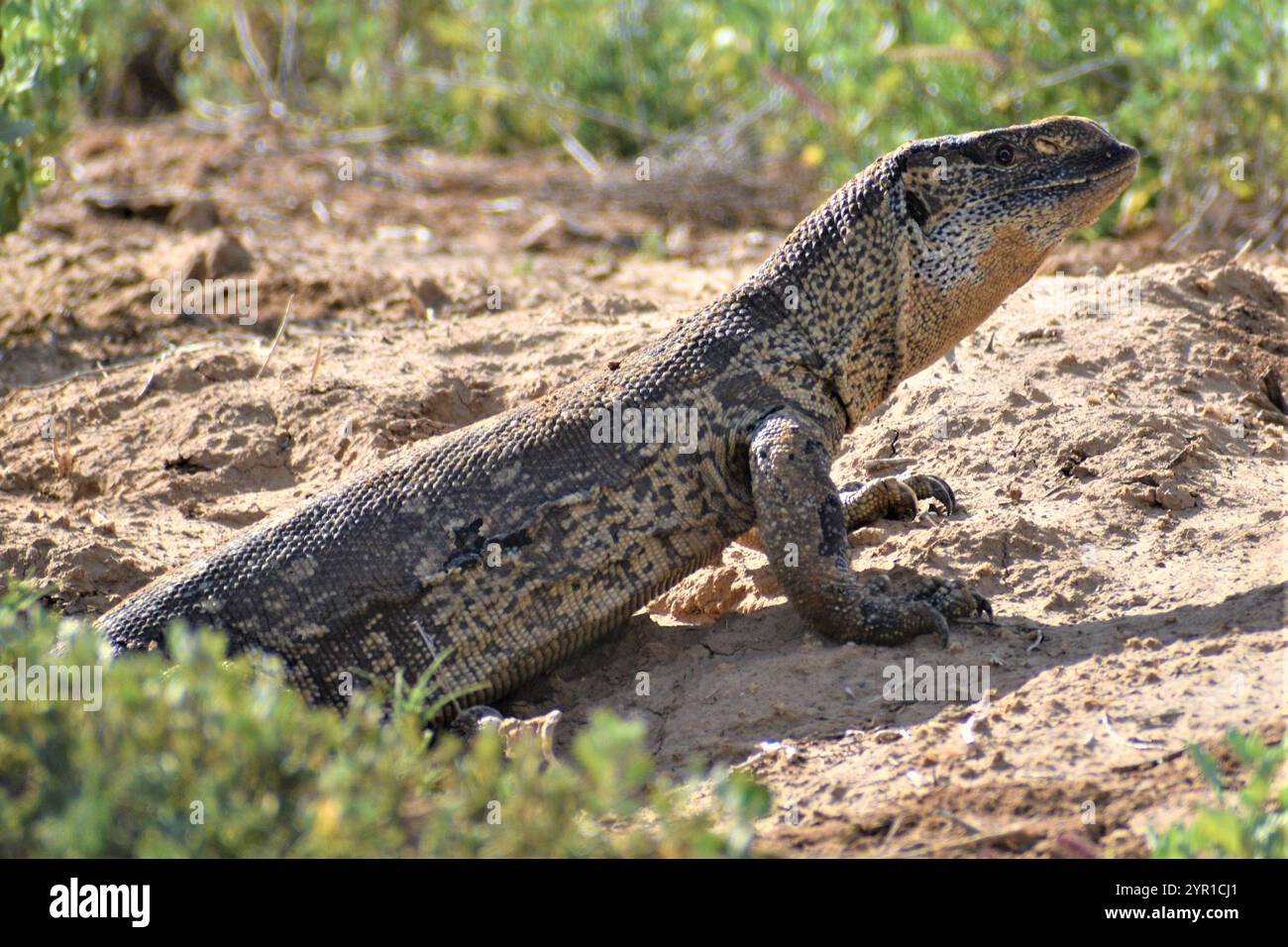 Rock monitor coming out of its tunnel Stock Photo