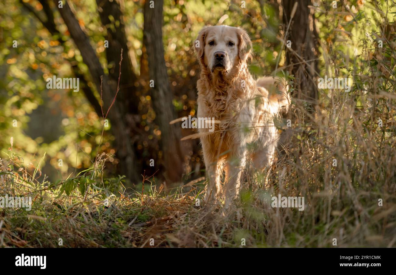 Golden Retriever Dog Enjoys Autumn Walk In Forest Stock Photo - Alamy